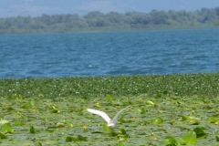 Skadarské jezero a ptačí rezervace