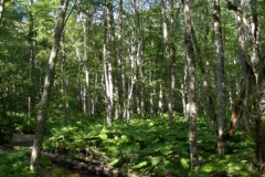 Prales v NP Biogradska gora