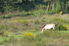 Koňe v lese u Tennenlohe