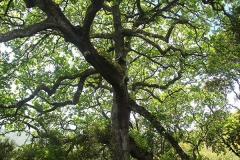 Starý a rozvětvený dub