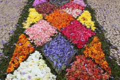 Květinový koberec