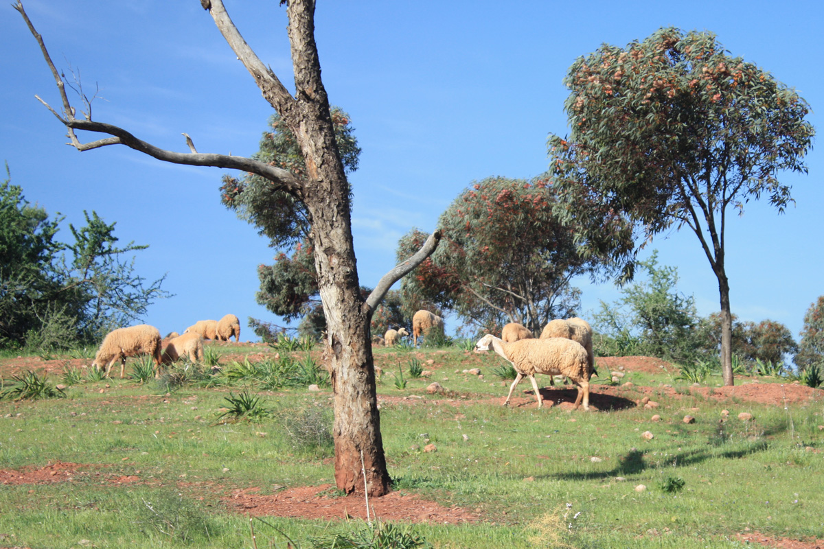 Ovce pásly nejen na zelené louce, ale i v polopoušti