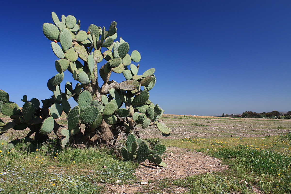 Opuncie - tento kaktus slouží jako oplocení pozemků