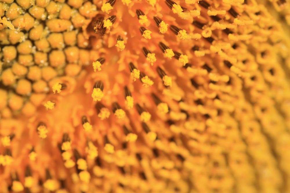 Detail slunečnice