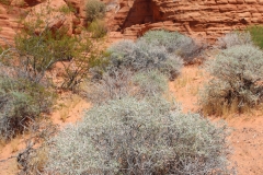 valley-of-fire-7